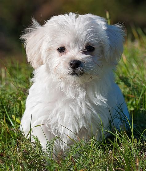 White Maltese Terrier