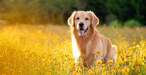 There are two main aspects that need to be considered when feeding golden retriever dogs. About The Breed: Golden Retriever - Highland Canine ...