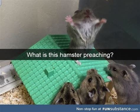 Hamster The Preacher Funsubstance Funny Animal Memes Animal