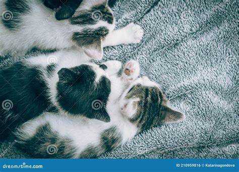 Cute Baby Cats Sleeping Together Side By Side Peacefully On The Sofa