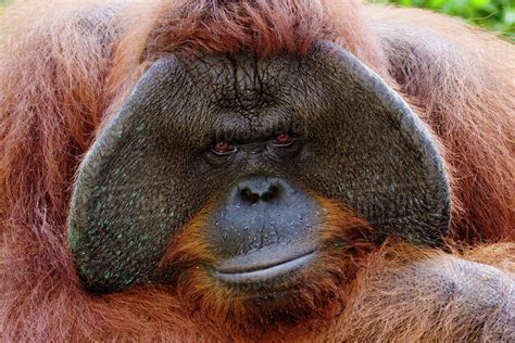 Indonesia Closeup Portrait Of An Orangutan Pongo Pygmaeus Stock
