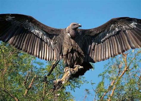 10 Interesting Facts About Vultures Kenlink Tours