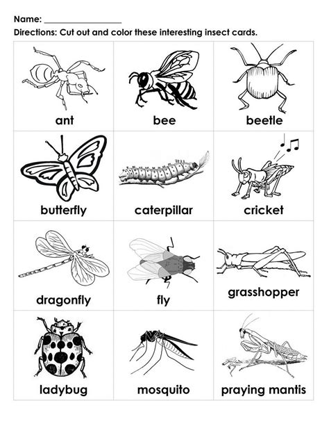 Pin By Discover Dance On Kids Insects Preschool Insect Worksheet