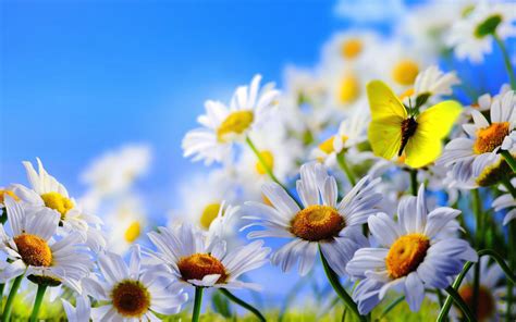 Spring Flowers White Daisies Butterfly Blue Sky Wallpaper