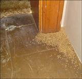 Evidence Of Termite Damage To Hardwood Floors