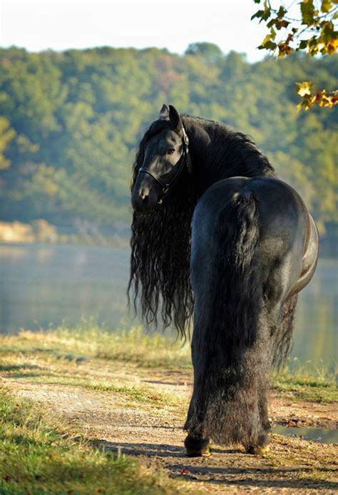 Meet Frederik The Great A Stunning Friesian Stallion From The United