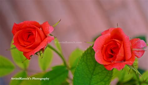 Arvind Katoch Photography Hd Pic Of Two Red Rose Buds Growing