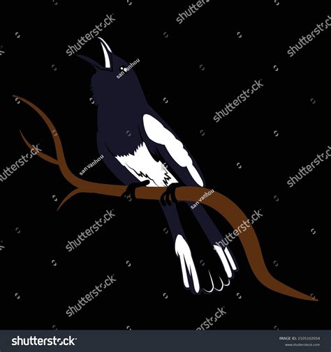 Burung Koci Kacer Hitam Berkicau Vector Stock Vector (Royalty Free