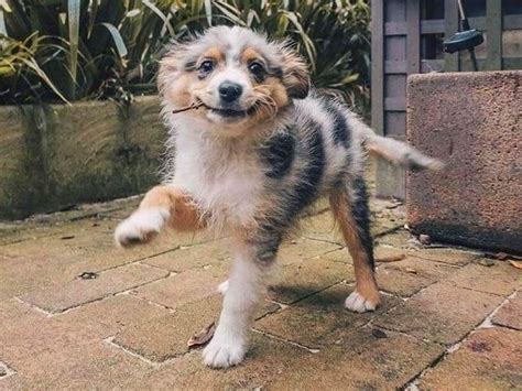 Lil Puppers First Little Stick And So Proud Of It Cute Aussie