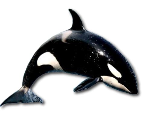 Killer Whale Png Transparent Image Download Size 580x477px