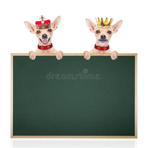 Crown King Dog Stock Photo Image Of Cardboard Blackboard 63348512
