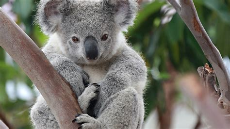 Koala Full Hd Wallpaper And Background 1920x1080 Id592044