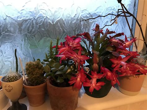How are cacti adapted to the desert? My Christmas Cactus has finally bloomed. Some of my plants ...