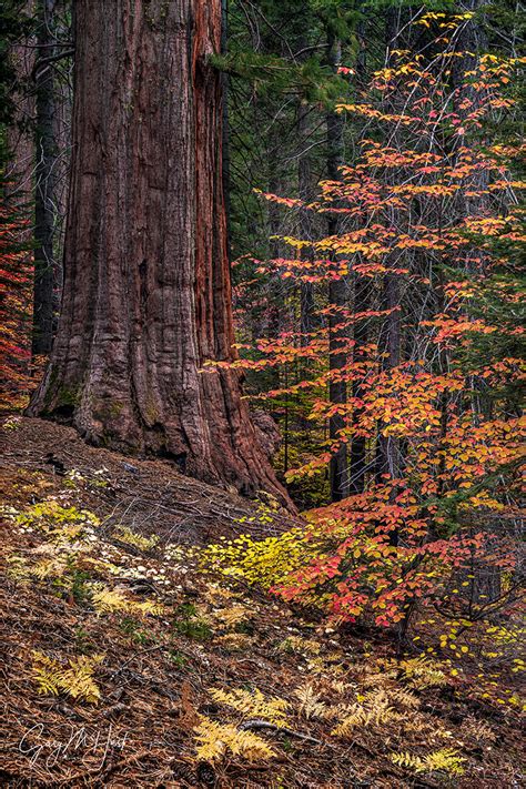 Redwood In Autumn Tuolumne Grove Yosemite Eloquent Images By Gary Hart