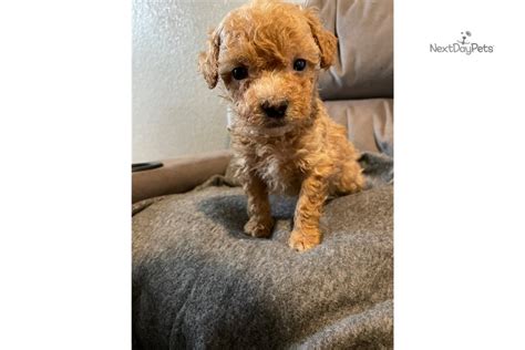 Blue Poodle Toy Puppy For Sale Near San Francisco Bay Area