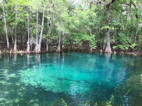 Manatee Springs State Park In Chiefland Tours And Activities Expedia