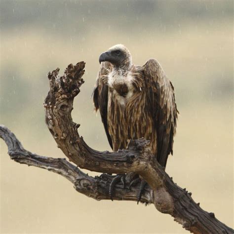 10 Awesome Vultures Facts Factopolis