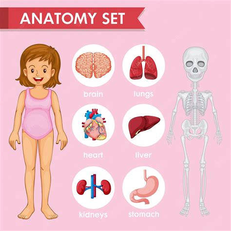 Premium Vector Scientific Medical Human Anatomy Set