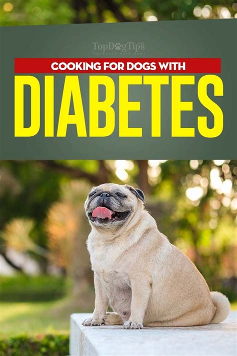 If the vet offers the nod, it's far great to paste the plan for a few weeks. What to Feed a Diabetic Dog (And What Not To) | Diabetic dog, Diabetic dog food, Dog food recipes