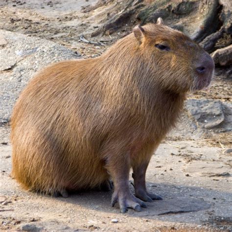 Capybara Pfp
