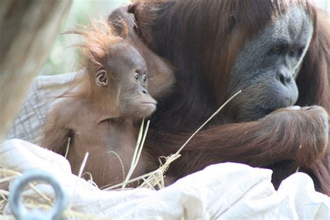 Ideal for gifting from a distance. Orangutans, baby Dewi at Melbourne Zoo, Melbourne ...