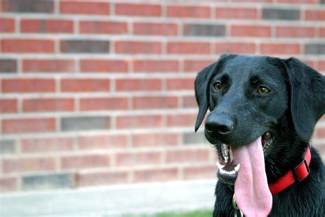 Black Dog Free Photo Download Freeimages