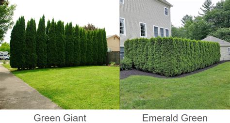 The emerald green arborvitae is beautifully. All About Arborvitae | PlantAddicts.com