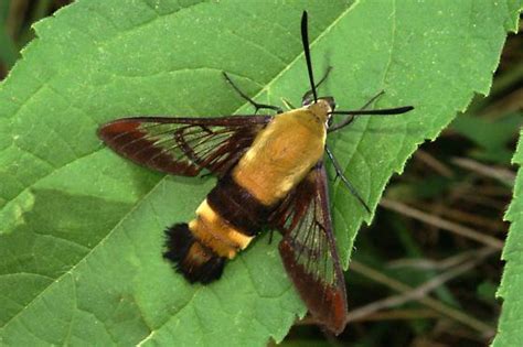 Snowberry Clearwing Moth Hemaris Diffinis Bugguidenet