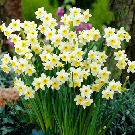 Narcissus Minnow Dwarf Rockery Daffodil Narcissi Spring Flowering Bulbs
