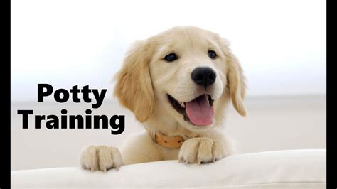 From 8 weeks to 2 years. How To Potty Train A Golden Retriever Puppy - Golden ...