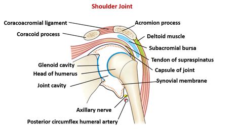 Diagram of the human shoulder joint. Shoulder Joint - Type, ligaments, movements and applied
