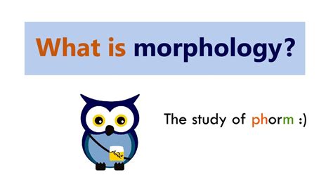 What Is Morphology Youtube