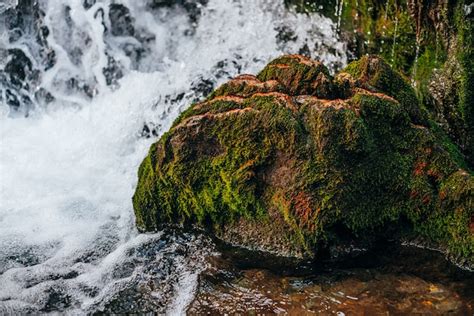 Premium Photo Beautiful Green Mossy Rock In Image Of Dragon Head In