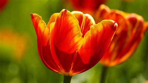 Instruction of downloading for windows. Beautiful Tulips Wallpapers | HD Wallpapers | ID #9821