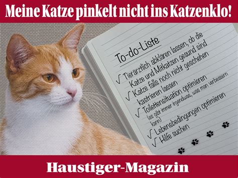 Die erste meinte, ich solle die katze schon mit 4 monaten kastrieren, und beim kater noch bis zum 8., 9.ten monat warten, da er sonst nicht die typische körperform eines katers entwickeln würde ( finde aber, dass er jetzt schon so. 31 HQ Images Wann Kann Man Eine Katze Nach Der Geburt ...