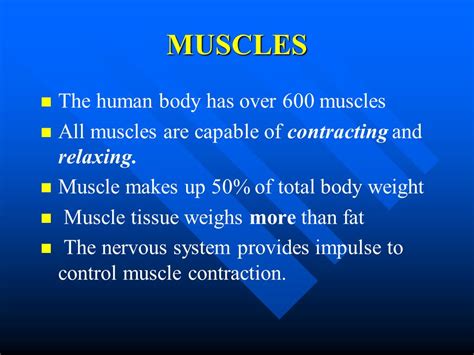 Total Muscles In The Human Body