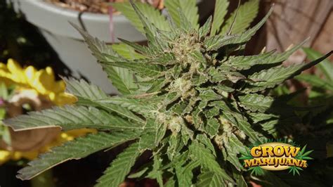 Critical mass is an indica marijuana strain known for its relaxing effects. Critical Seeds - Strain Review | Grow-Marijuana.com
