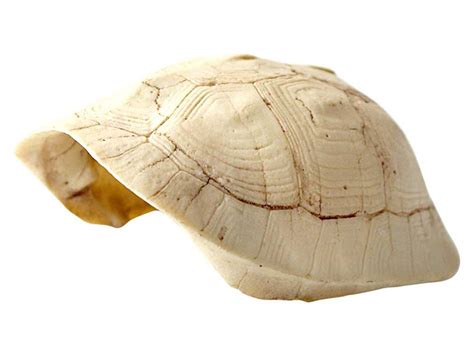 Cachette Carapace De Tortue En R Sine Omem