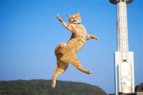 Mortal Tom Cats Photographer Snaps Flying Felines In Kung Fu Poses