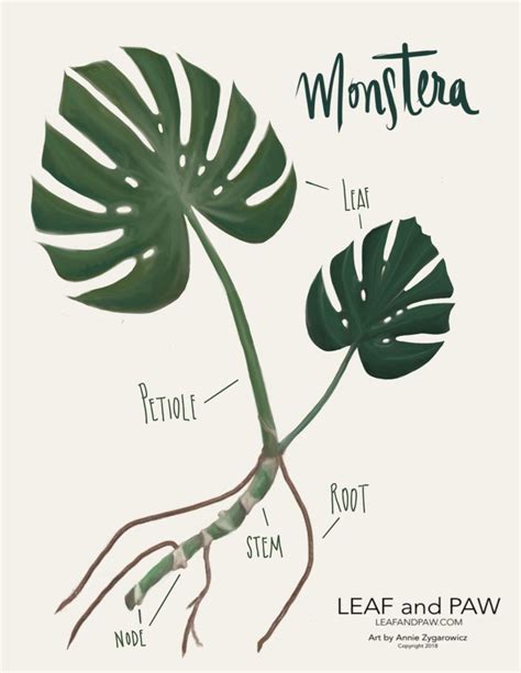 Need A Visual Guide On Your Monstera Check Out Landps Illustration Of