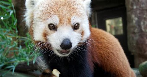 Régész Galamb Járdaszegély Philadelphia Zoo Red Panda Átlátni Hercegnő