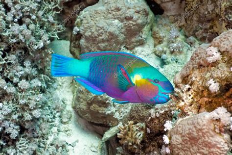 Parrotfish ⬇ Stock Photo Image By © Criso 5154746