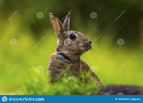 Primer De Un Cuniculus Salvaje Del Oryctolagus Del Conejo En Un Bosque
