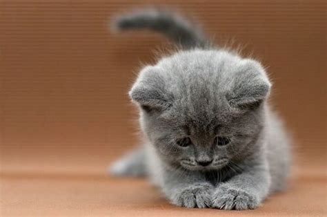 The Grey Gatsby Scottish Fold Kittens Scottish Fold Kittens