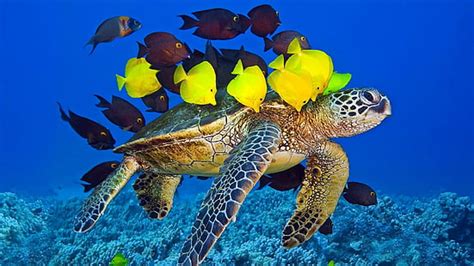 1360x768px Free Download Hd Wallpaper Turtle Tortoise Ocean Shark
