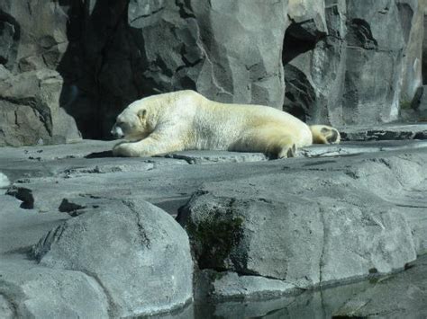 Polar Bear Picture Of Alaska Zoo Anchorage Tripadvisor