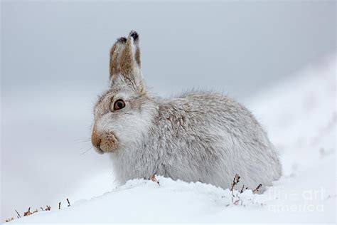 Mountain Hare In The Snow 1 Photograph By Arterra Picture Library Pixels