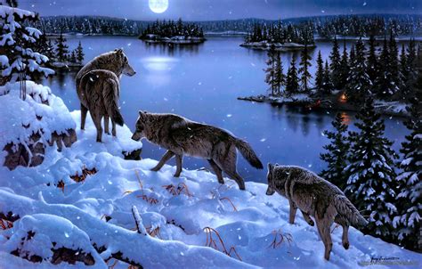 Wolf Winter Wallpaper Windows 10 Wallpapers