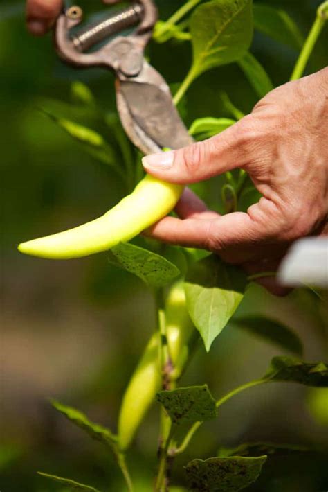 Prepare a bed or garden with potting soil packed with organic compost in the ratio of 40% loam and 60% sandy soil. How To Grow Banana Peppers From Seeds | Gardenoid