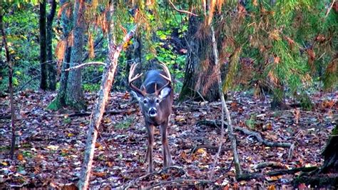 Alabama bait bill becomes law outdoor alabama. Alabama Deer Hunt During the Rut - YouTube